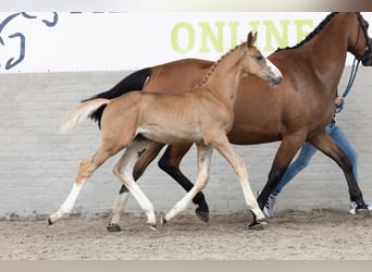KWPN, Stallion, 