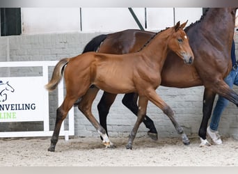 KWPN, Stallion, 