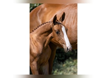 KWPN, Stallion, 