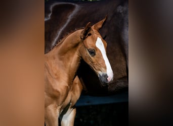 KWPN, Stallion, 