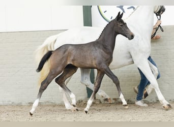 KWPN, Stallion, 