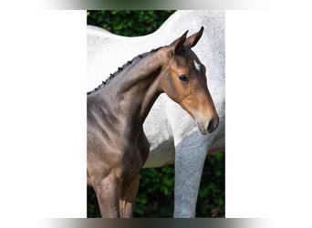 KWPN, Stallion, Foal (06/2025)
