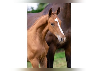 KWPN, Stallion, Foal (05/2025)