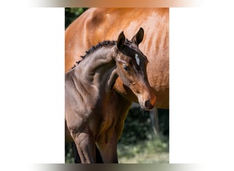 KWPN, Stallion, 