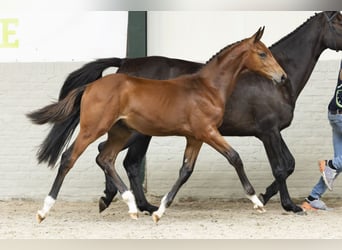 KWPN, Stallion, Foal (05/2025)