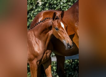 KWPN, Stallion, 