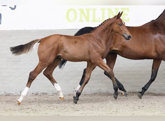 KWPN, Stallion, 
