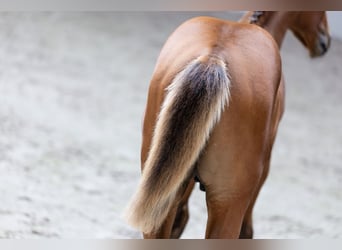 KWPN, Stallion, 