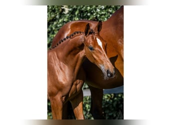 KWPN, Stallion, 