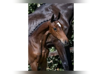 KWPN, Stallion, 