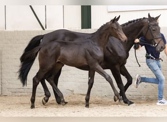 KWPN, Stallion, 