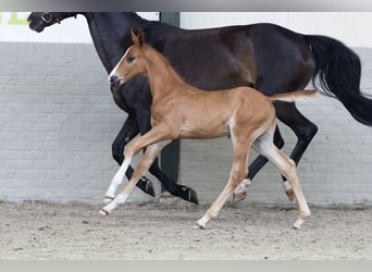 KWPN, Stallion, 