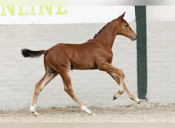 KWPN, Stallion, 