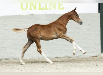 KWPN, Stallion, Foal (05/2025)