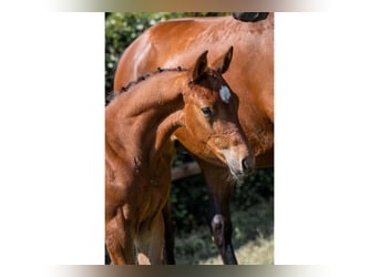 KWPN, Stallion, 