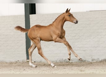 KWPN, Stallion, 