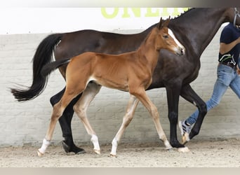 KWPN, Stallion, Foal (06/2025)