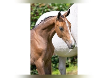 KWPN, Stallion, Foal (04/2025)