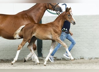 KWPN, Stallion, Foal (05/2025)