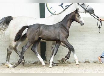 KWPN, Stallion, Foal (05/2025)