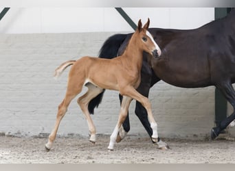 KWPN, Stallion, 