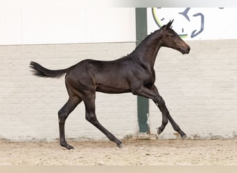 KWPN, Stallion, 