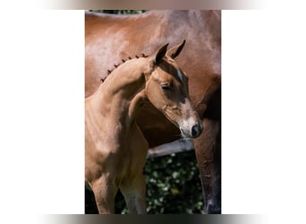 KWPN, Stallion, 
