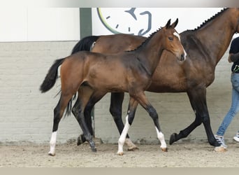 KWPN, Stallion, 