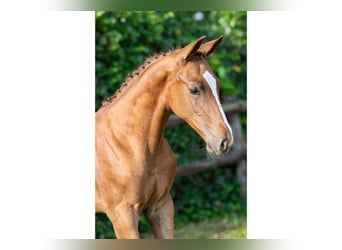 KWPN, Stallion, Foal (06/2025)