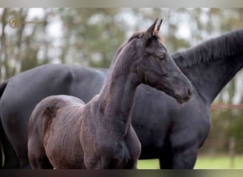 KWPN, Stallion, Foal (07/2023), Smoky-Black