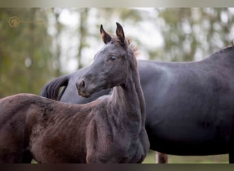 KWPN, Stallion, Foal (07/2023), Smoky-Black