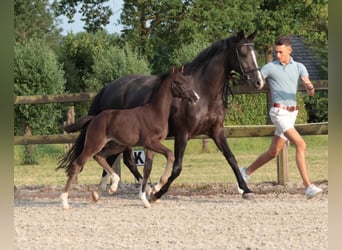 KWPN, Stallion, Foal (05/2025), Smoky-Black