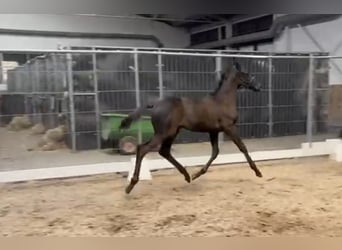 KWPN, Stallion, Foal (05/2025), Smoky-Black