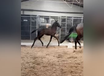 KWPN, Stallion, Foal (05/2025), Smoky-Black