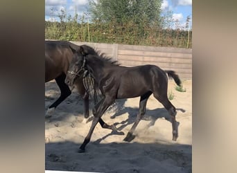 KWPN, Stallion, Foal (05/2025), Smoky-Black