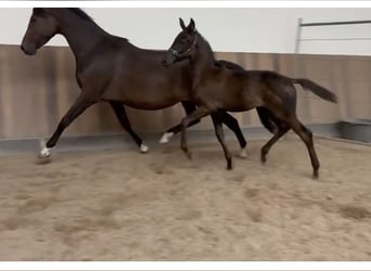 KWPN, Stallion, Foal (05/2025), Smoky-Black