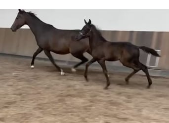 KWPN, Stallion, Foal (05/2025), Smoky-Black