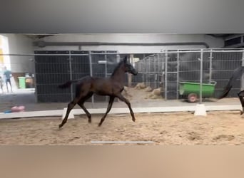 KWPN, Stallion, Foal (05/2025), Smoky-Black