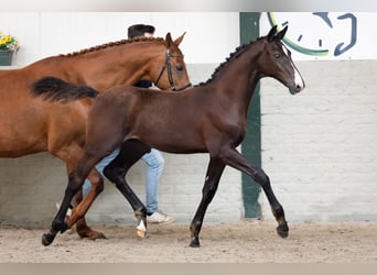 KWPN, Stallion, Foal (05/2026), Smoky-Black
