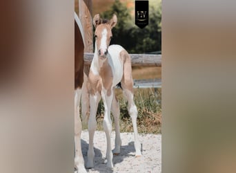 KWPN, Stallion, Foal (03/2026), Tobiano-all-colors