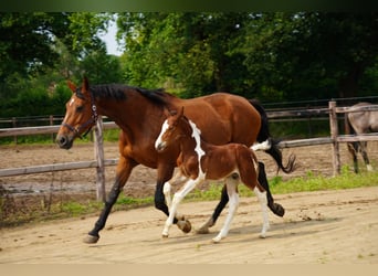 KWPN, Stallion, , Tovero-all-colors
