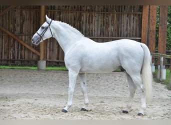 KWPN, Stallion, 23 years, 16.1 hh, Gray