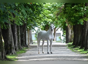 KWPN, Stallion, 23 years, 16,3 hh, Gray