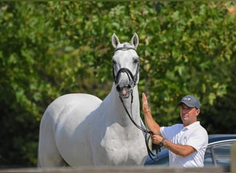 KWPN, Stallion, 23 years, 16,3 hh, Gray