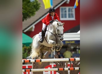 KWPN, Stallion, 23 years, 16,3 hh, Gray