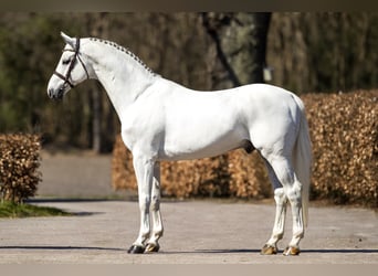 KWPN, Stallion, 15 years, 16.2 hh, Gray