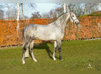 KWPN, Stallion, 13 years, 16,2 hh, Grey