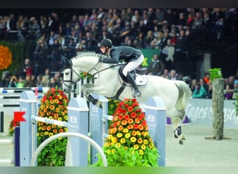 KWPN, Stallion, 24 years, 16,1 hh, Grey