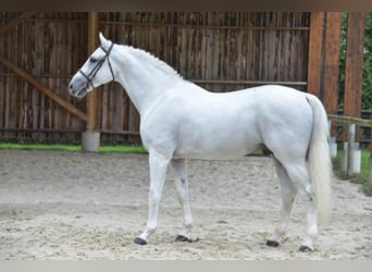 KWPN, Stallion, 24 years, 16,1 hh, Grey