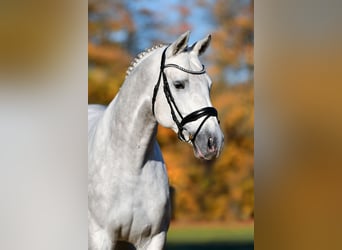 KWPN, Stallion, 10 years, 16,2 hh, Grey